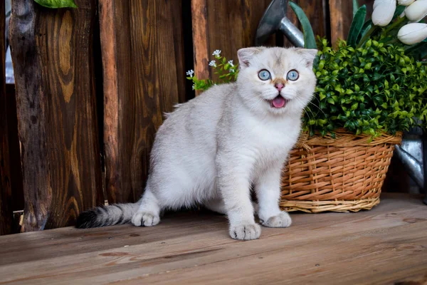 Kattunge Katt Skotska Raka Slokörad Fluffiga Djur Träd — Stockfoto