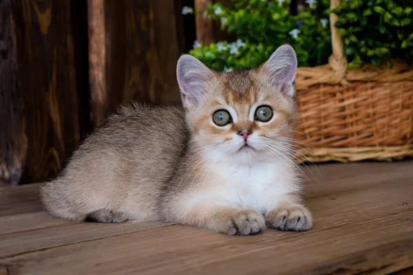 子猫猫スコットランド ストレート スコティッシュフォールドふわふわ 動物ツリー — ストック写真