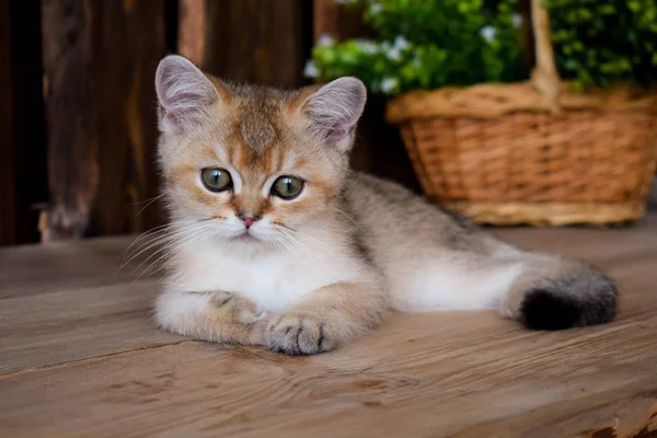 Kätzchen Katze Schottisch Gerade Schlappohr Flauschig Tierbaum — Stockfoto