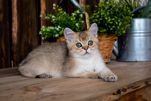 Kattunge Katt Skotska Raka Slokörad Fluffiga Djur Träd — Stockfoto