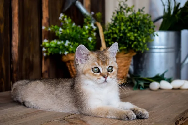 Kattunge Katt Skotska Raka Slokörad Fluffiga Djur Träd — Stockfoto