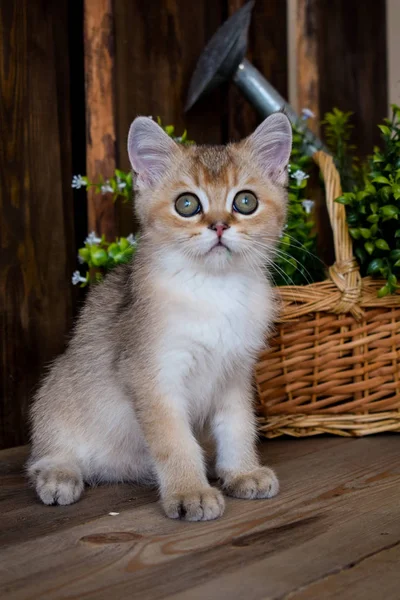 Kätzchen Katze Schottisch Gerade Schlappohr Flauschig Tierbaum — Stockfoto