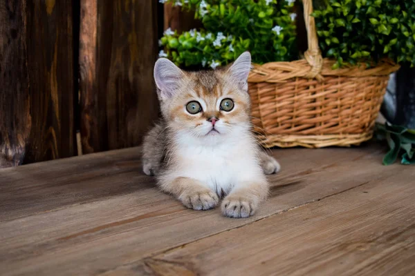 Gatito Gato Escocés Recta Lop Orejas Esponjoso Animal Árbol —  Fotos de Stock