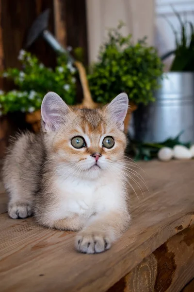 Gatito Gato Escocés Recta Lop Orejas Esponjoso Animal Árbol —  Fotos de Stock