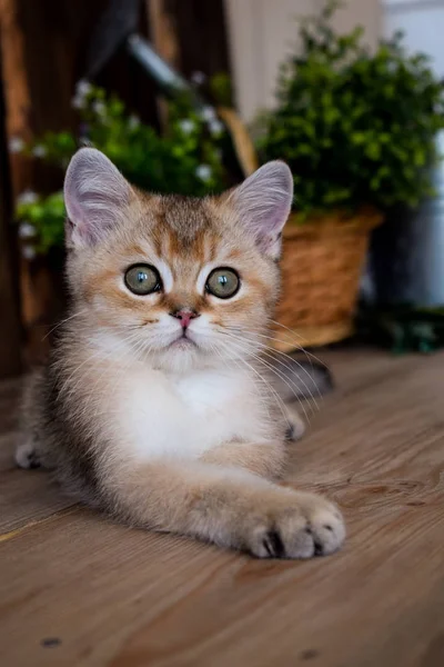 Kitten Cat Scottish Straight Lop Eared Fluffy Animal Tree — Stock Photo, Image