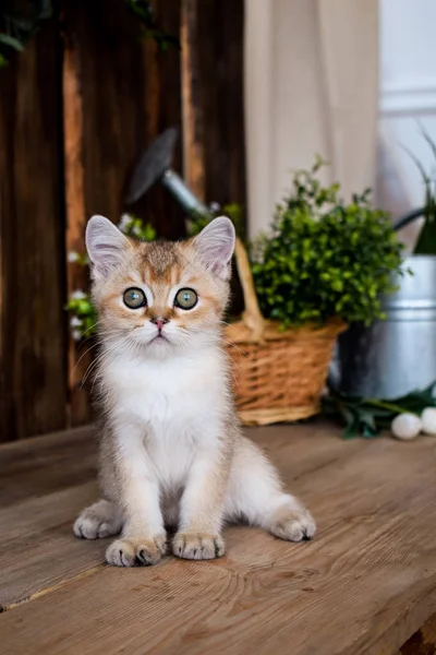 子猫猫スコットランド ストレート スコティッシュフォールドふわふわ 動物ツリー — ストック写真
