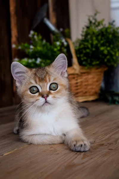 Kattunge Katt Skotska Raka Slokörad Fluffiga Djur Träd — Stockfoto