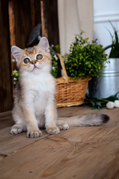 Gatito Gato Escocés Recta Lop Orejas Esponjoso Animal Árbol —  Fotos de Stock