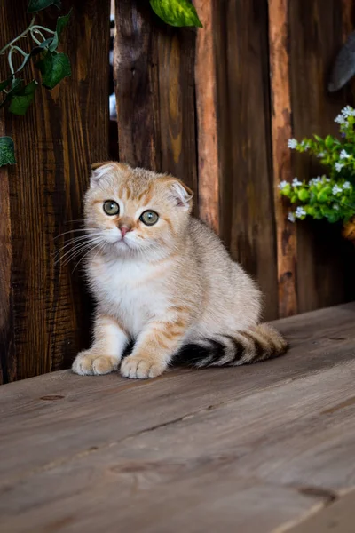 Gatito Gato Escocés Recta Lop Orejas Esponjoso Animal Árbol — Foto de Stock