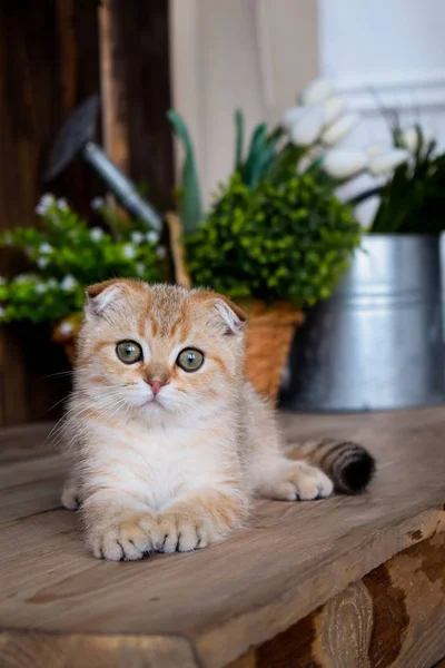 Yavru Kedi Kedi Skoç Düz Lop Eared Kabarık Hayvan Ağaç — Stok fotoğraf