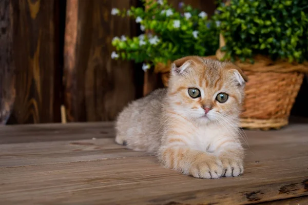 Kitten Cat Scottish Straight Lop Eared Fluffy Animal Tree — Stock Photo, Image