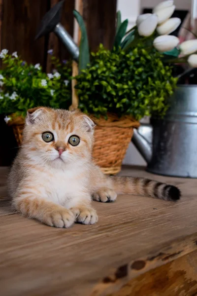 Gatito Gato Escocés Recta Lop Orejas Esponjoso Animal Árbol — Foto de Stock