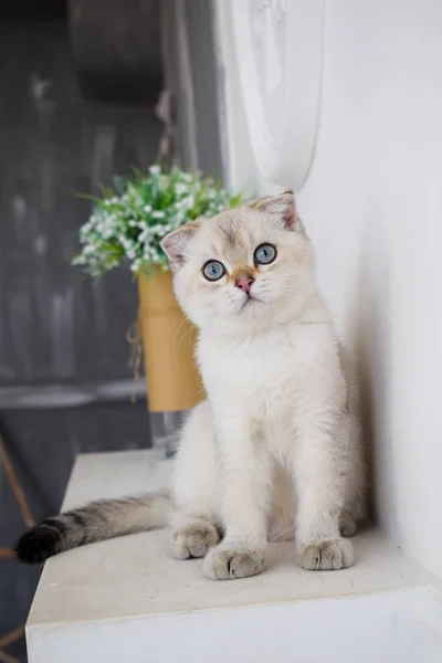 Kätzchen Katze Schottisch Gerade Schlappohr Flauschig Tierbaum — Stockfoto