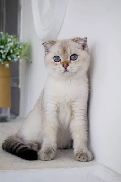 Kattunge Katt Skotska Raka Slokörad Fluffiga Djur Träd — Stockfoto