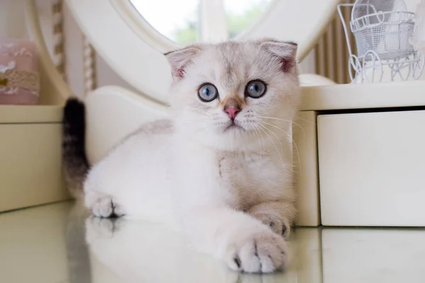 Gatito Gato Escocés Recta Lop Orejas Esponjoso Animal Árbol —  Fotos de Stock