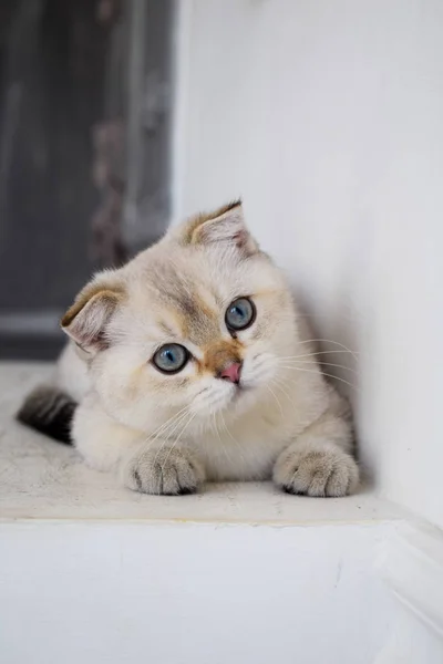 Kattunge Katt Skotska Raka Slokörad Fluffiga Djur Träd — Stockfoto