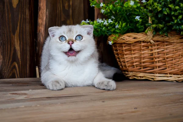 Kätzchen Katze Schottisch Gerade Schlappohr Flauschig Tierbaum — Stockfoto