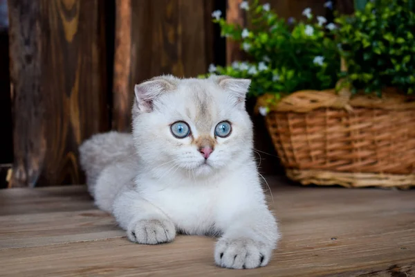 Gatinho Scottish Linha Reta Lop Eared Fofo Árvore Animal — Fotografia de Stock