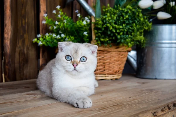 Γατάκι Γάτα Σκωτίας Ευθεία Κρεμάμενα Ωτά Αφράτο Ζώο Δέντρο — Φωτογραφία Αρχείου