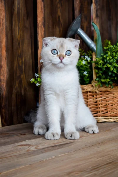 Gatito Gato Escocés Recta Lop Orejas Esponjoso Animal Árbol — Foto de Stock