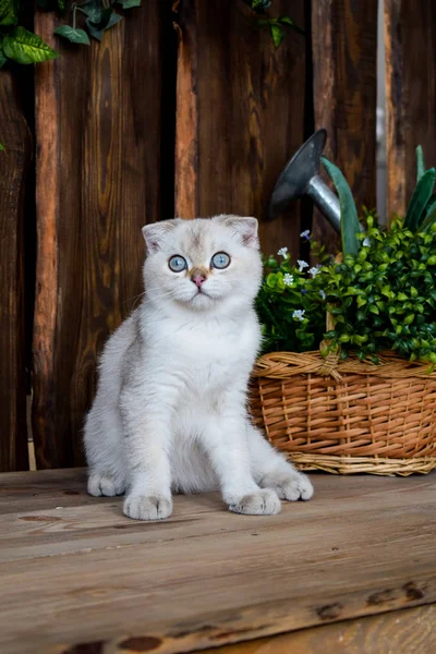 Kattunge Katt Skotska Raka Slokörad Fluffiga Djur Träd — Stockfoto