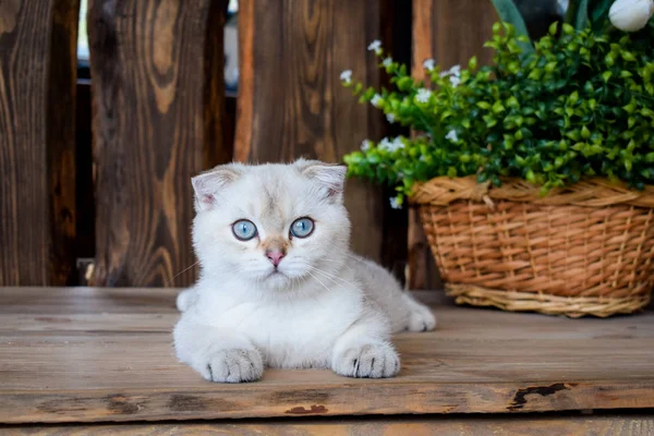 Yavru Kedi Kedi Skoç Düz Lop Eared Kabarık Hayvan Ağaç — Stok fotoğraf