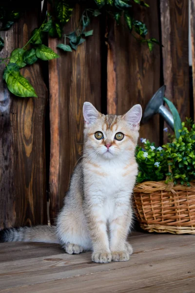 Yavru Kedi Kedi Skoç Düz Lop Eared Kabarık Hayvan Ağaç — Stok fotoğraf