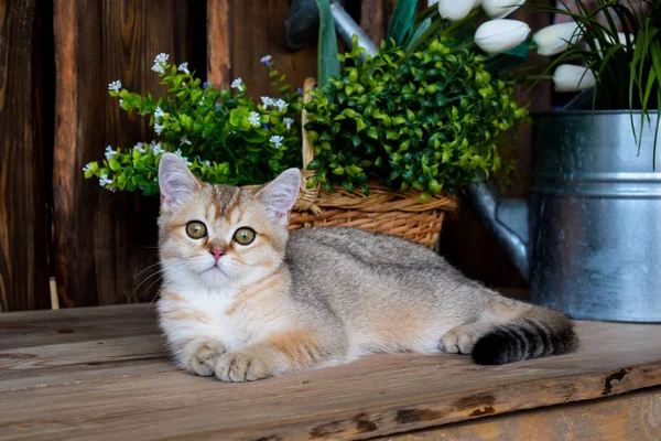 Yavru Kedi Kedi Skoç Düz Lop Eared Kabarık Hayvan Ağaç — Stok fotoğraf