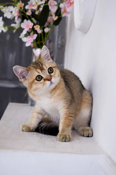 Kätzchen Katze Schottisch Gerade Schlappohr Flauschig Tierbaum — Stockfoto