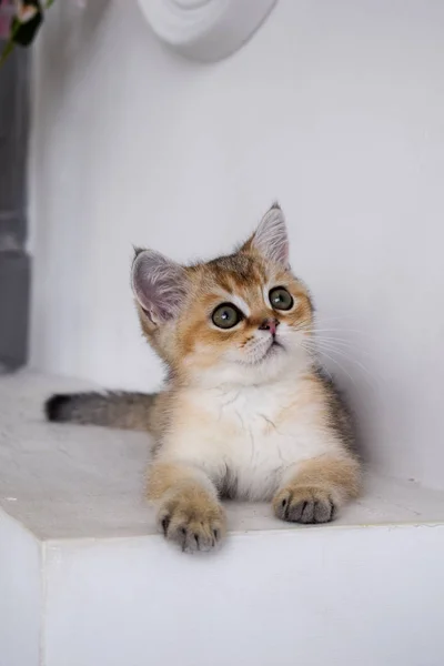 Kätzchen Katze Schottisch Gerade Schlappohr Flauschig Tierbaum — Stockfoto