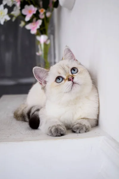 Kätzchen Katze Schottisch Gerade Schlappohr Flauschig Tierbaum — Stockfoto