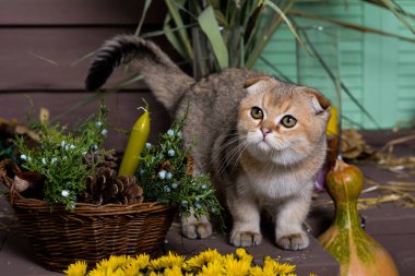 yavru kedi kedi İskoç düz, lop-eared kabarık, hayvan ağaç sonbahar