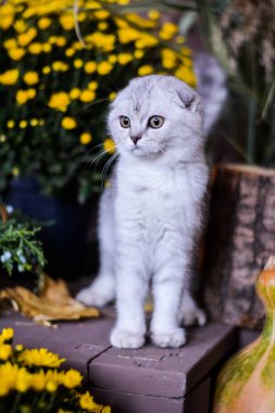 yavru kedi kedi İskoç düz, lop-eared kabarık, hayvan ağaç sonbahar