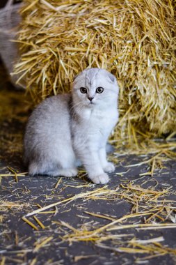 yavru kedi kedi İskoç düz, lop-eared kabarık, hayvan ağaç sonbahar
