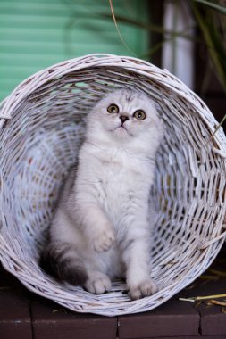 yavru kedi kedi İskoç düz, lop-eared kabarık, hayvan ağaç sonbahar