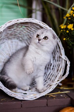 yavru kedi kedi İskoç düz, lop-eared kabarık, hayvan ağaç sonbahar