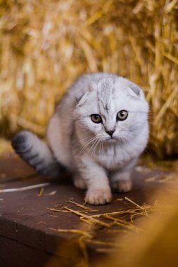 yavru kedi kedi İskoç düz, lop-eared kabarık, hayvan ağaç sonbahar