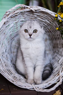 yavru kedi kedi İskoç düz, lop-eared kabarık, hayvan ağaç sonbahar