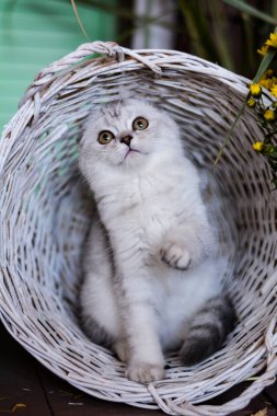 yavru kedi kedi İskoç düz, lop-eared kabarık, hayvan ağaç sonbahar