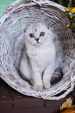 yavru kedi kedi İskoç düz, lop-eared kabarık, hayvan ağaç sonbahar