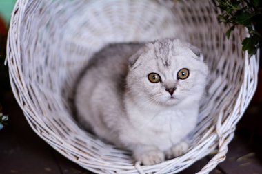 yavru kedi kedi İskoç düz, lop-eared kabarık, hayvan ağaç sonbahar
