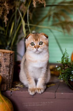 yavru kedi kedi İskoç düz, lop-eared kabarık, hayvan ağaç sonbahar