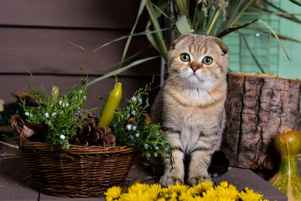 Gatinho Gato Escocês Linha Reta Lop Eared Fofo Animal Árvore — Fotografia de Stock