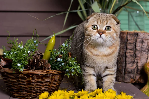 Gatinho Gato Escocês Linha Reta Lop Eared Fofo Animal Árvore — Fotografia de Stock