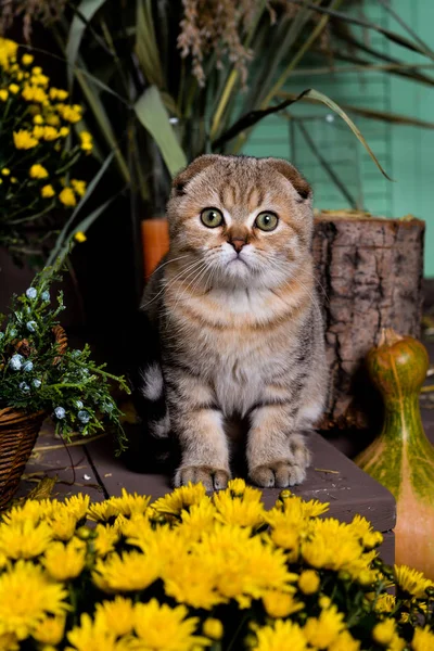 Gatinho Gato Escocês Linha Reta Lop Eared Fofo Animal Árvore — Fotografia de Stock