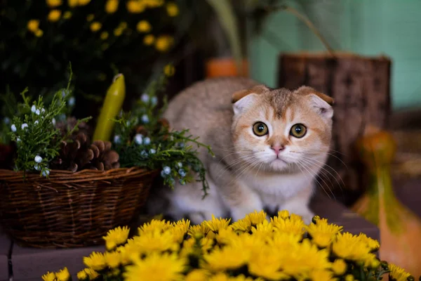 yavru kedi kedi İskoç düz, lop-eared kabarık, hayvan ağaç sonbahar