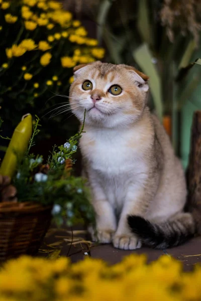 Kätzchen Katze Schottisch Gerade Schlappohr Flauschig Tierischer Baum Herbst — Stockfoto