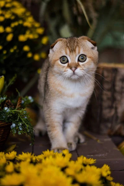 yavru kedi kedi İskoç düz, lop-eared kabarık, hayvan ağaç sonbahar