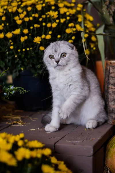 Kitten Kat Schotse Rechte Droeve Pluizig Dierlijke Boom Herfst — Stockfoto