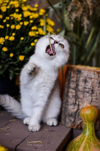 Kätzchen Katze Schottisch Gerade Schlappohr Flauschig Tierischer Baum Herbst — Stockfoto